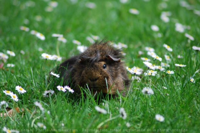 Photo de Cochon d'inde - pruvien