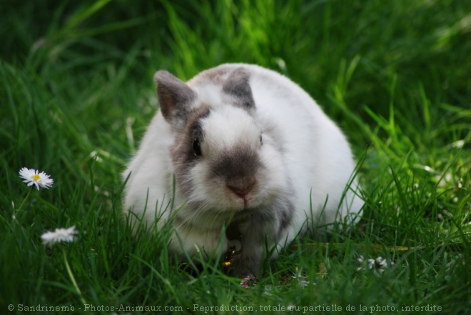 Photo de Lapin