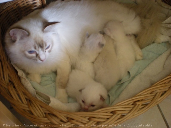 Photo de Ragdoll