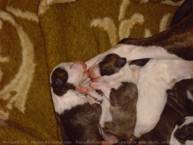 Photo de Bull terrier miniature