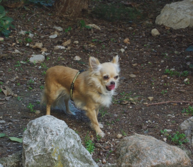 Photo de Chihuahua  poil long