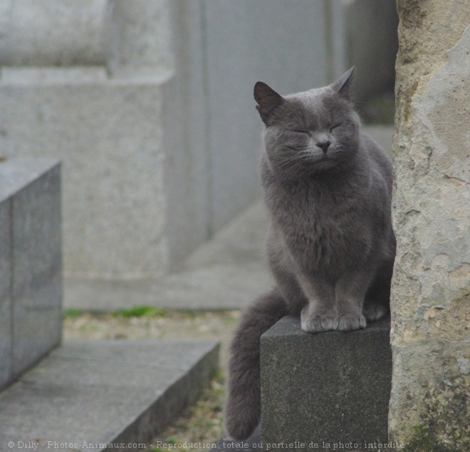 Photo de Chat domestique