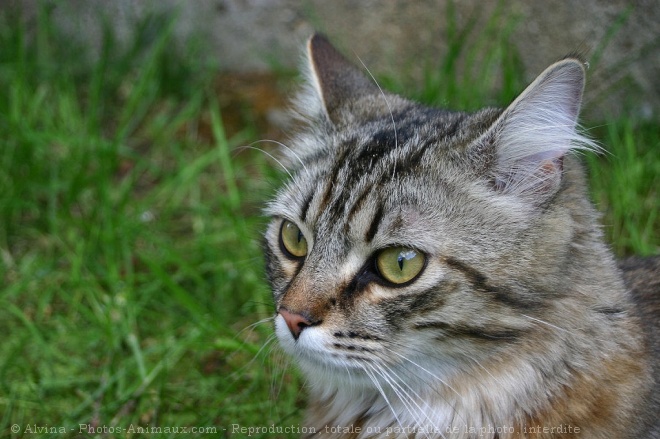 Photo de Chat domestique