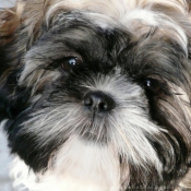 Photo de Shih tzu