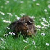 Photo de Cochon d'inde - pruvien