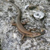 Photo de Lezard