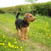 Photo d'Airedale terrier