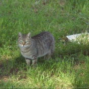 Photo de Chat domestique