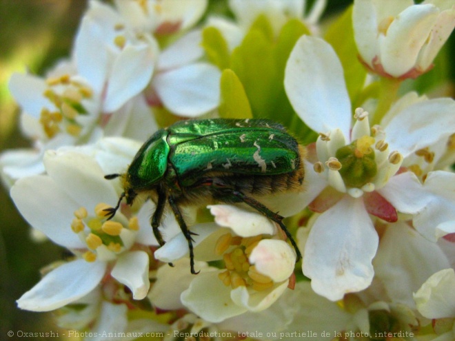 Photo de Ctoine dore