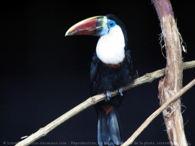 Photo de Toucan