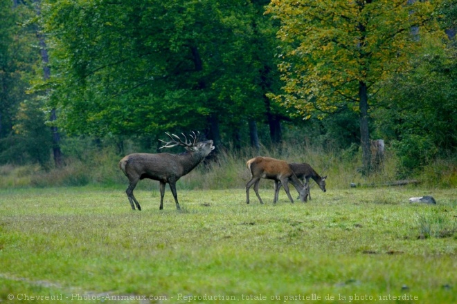 Photo de Cerf