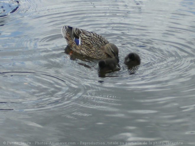 Photo de Canard