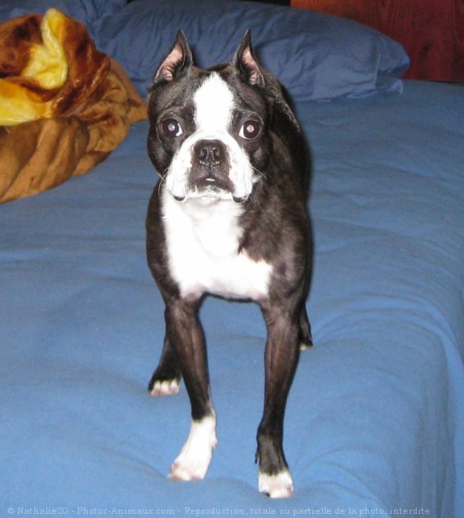 Photo de Boston terrier