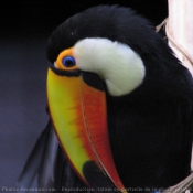 Photo de Toucan toco