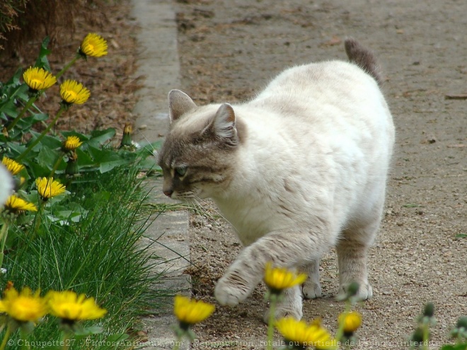 Photo de Chat domestique