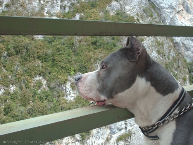 Photo d'American staffordshire terrier