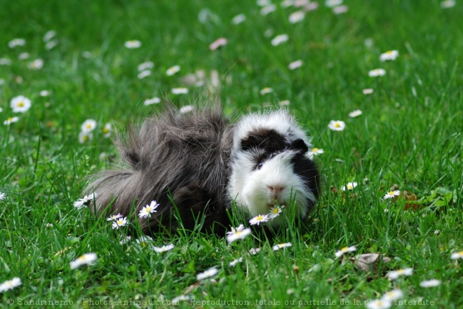 Photo de Cochon d'inde - abyssin / rosette