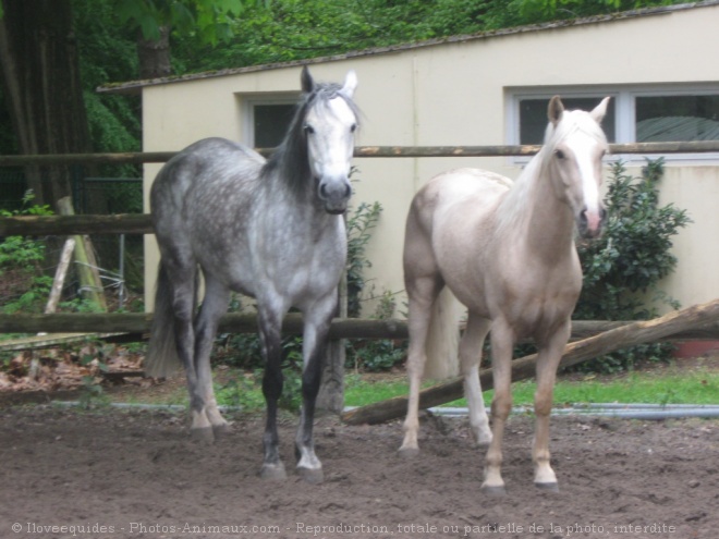 Photo de Races diffrentes