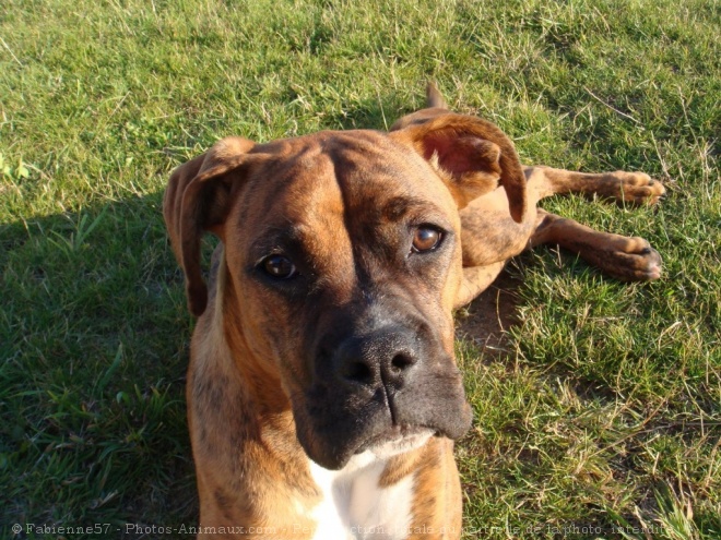 Photo de Boxer