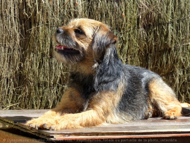 Photo de Border terrier