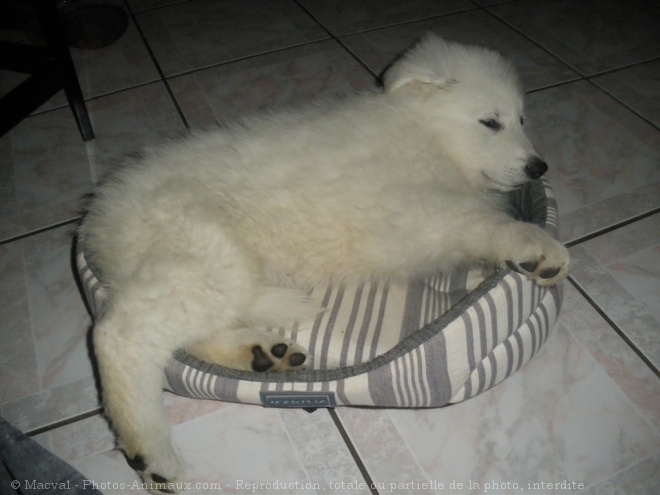 Photo de Berger blanc suisse