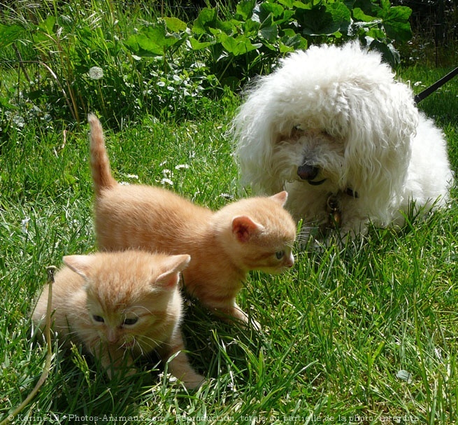 Photo de Chat domestique