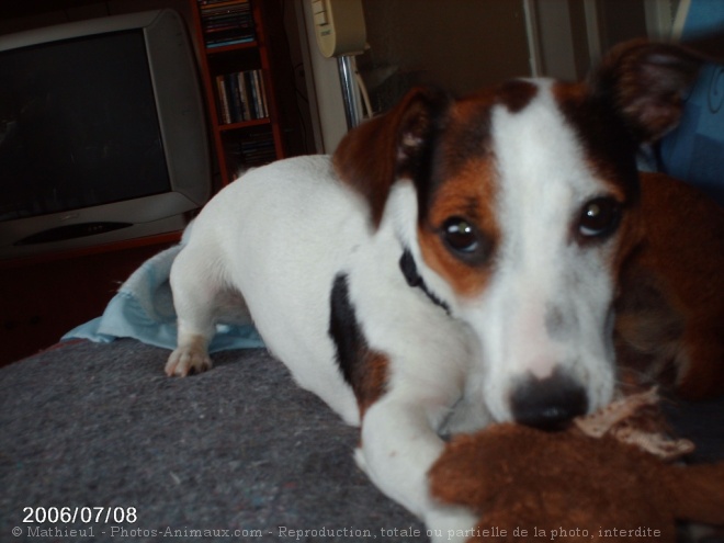 Photo de Jack russell terrier