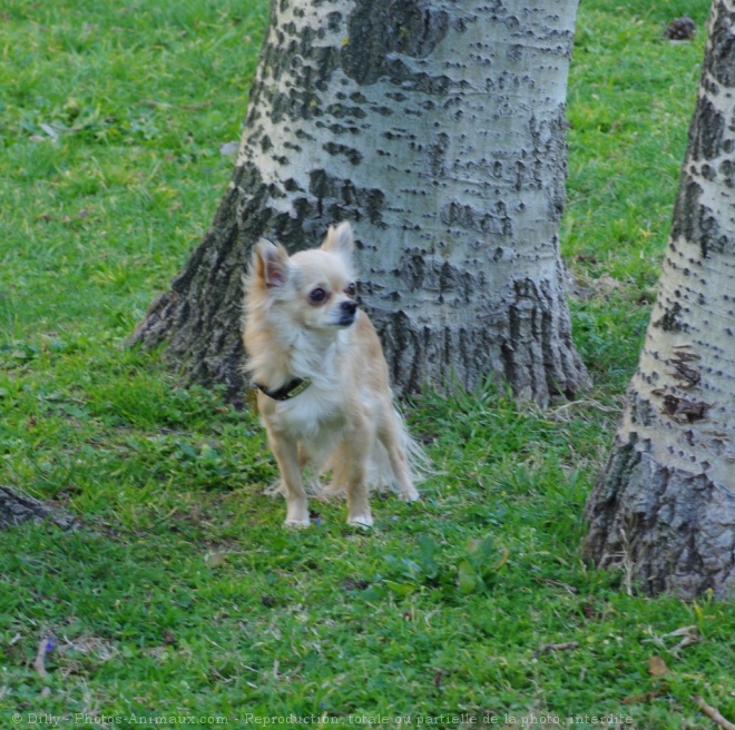 Photo de Chihuahua  poil long