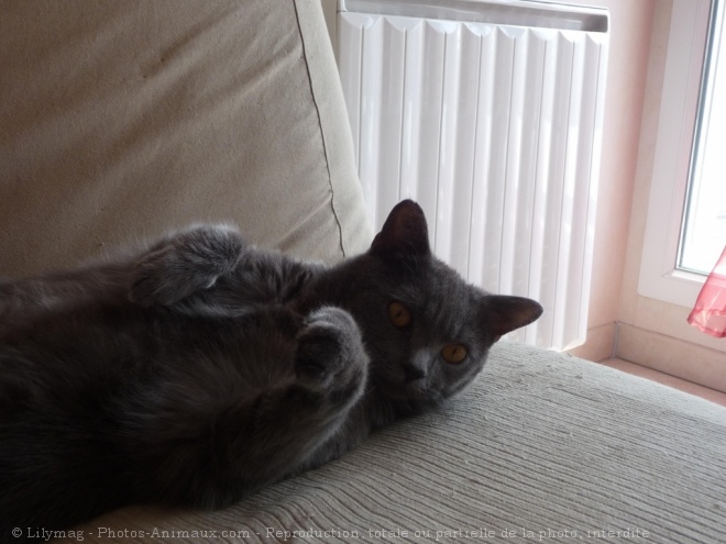 Photo de Chartreux