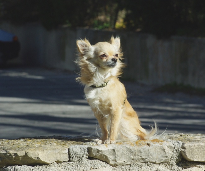 Photo de Chihuahua  poil long