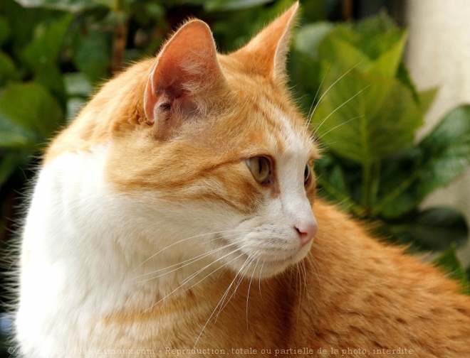 Photo de Chat domestique