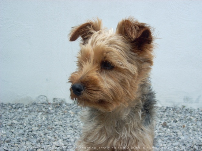 Photo de Yorkshire terrier