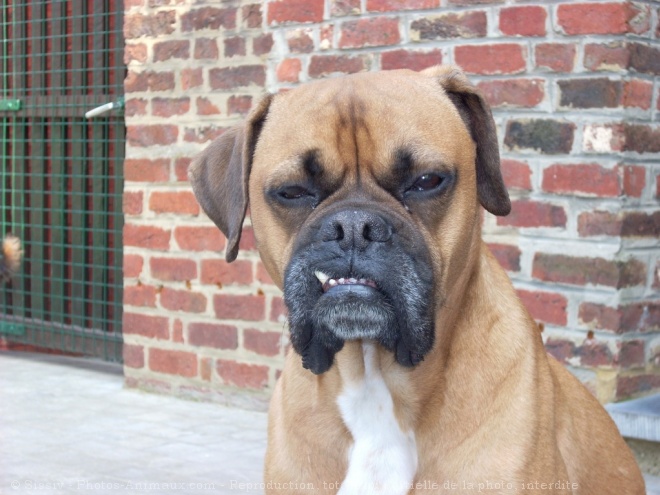 Photo de Boxer