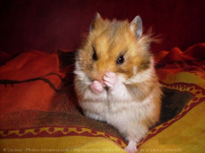 Photo de Hamster