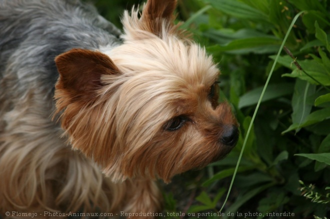 Photo de Yorkshire terrier