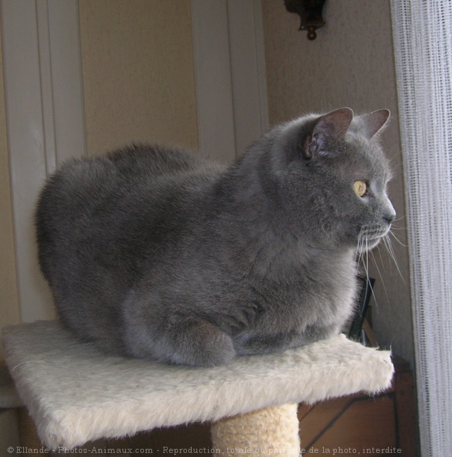 Photo de Chartreux