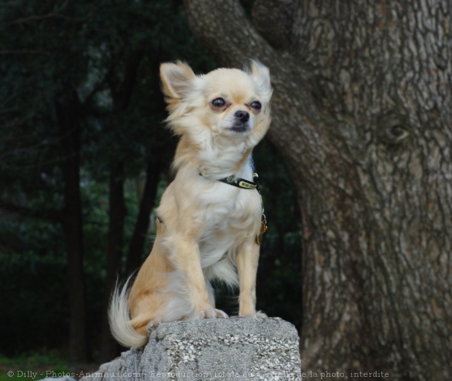 Photo de Chihuahua  poil long