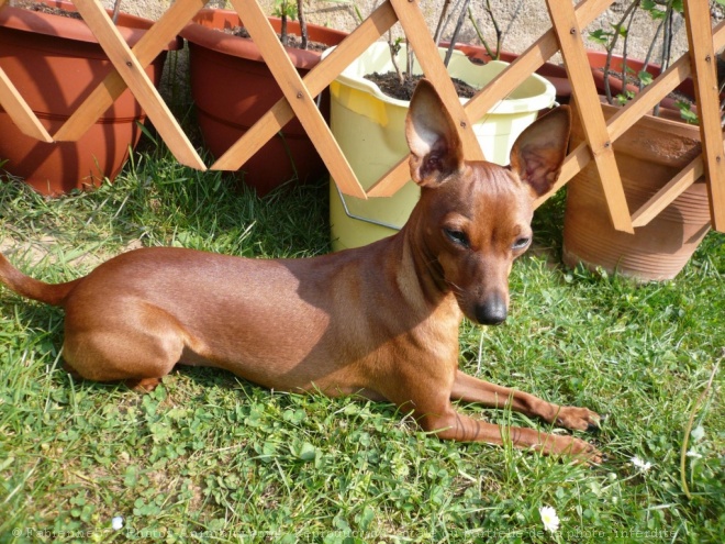 Photo de Pinscher nain