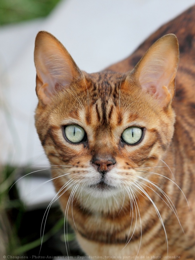 Photo de Bengal