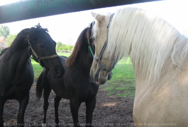 Photo de Races diffrentes