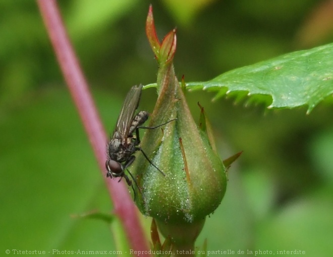 Photo de Mouche