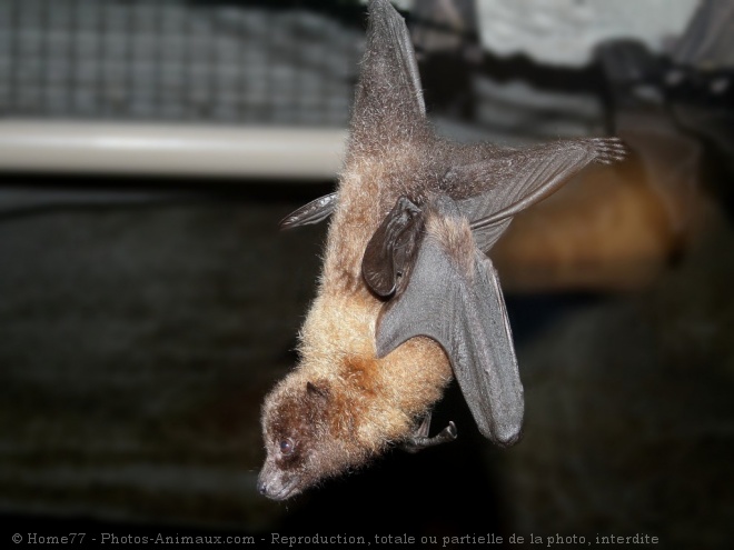 Photo de Chauve-souris