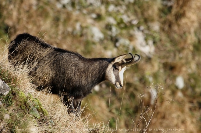 Photo de Chamois