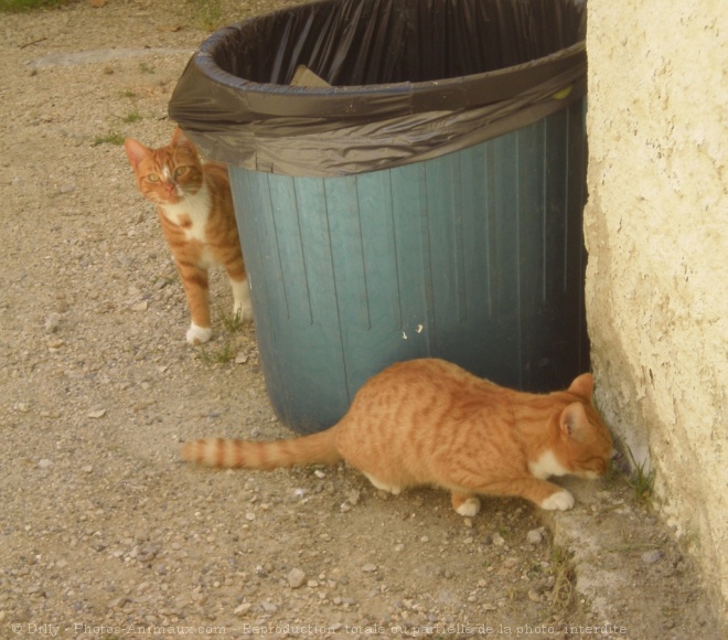 Photo de Chat domestique