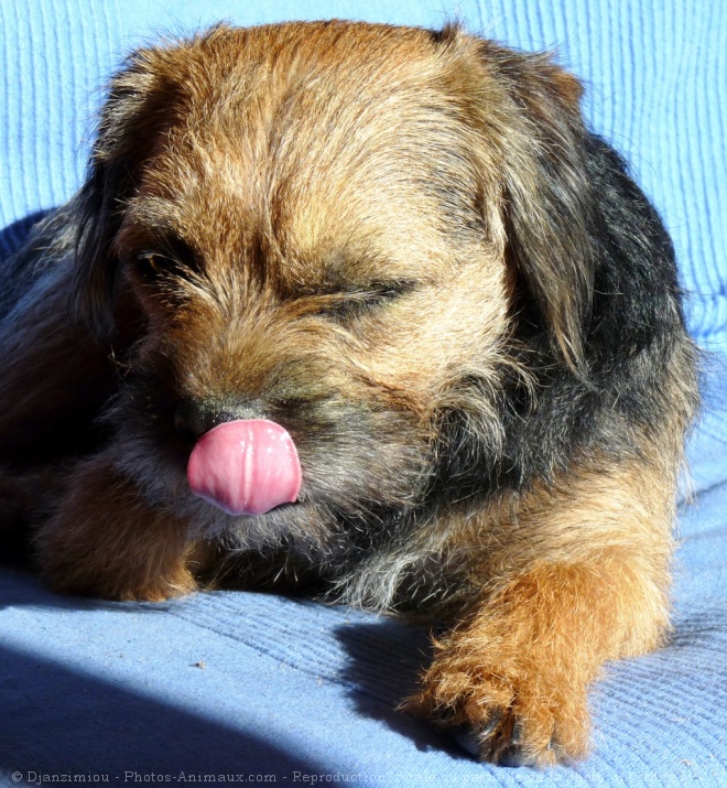 Photo de Border terrier