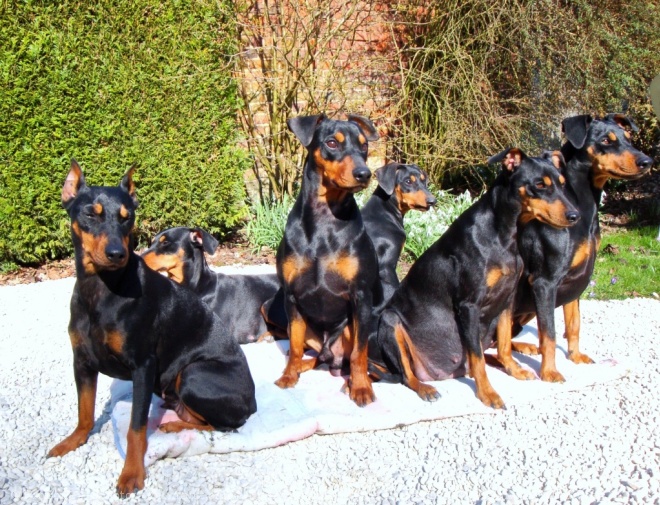 Photo de Pinscher allemand