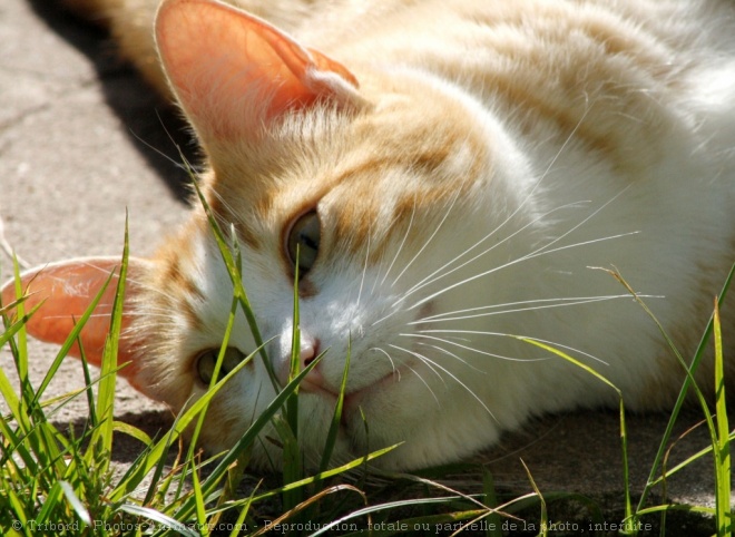 Photo de Chat domestique