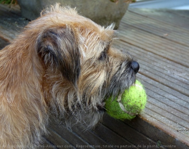 Photo de Border terrier