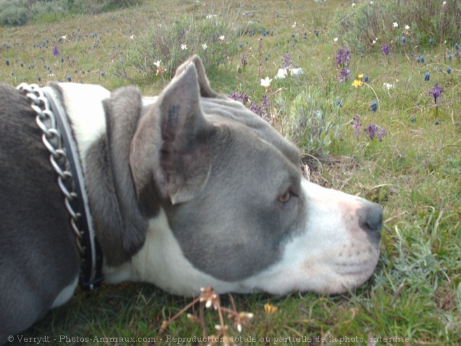 Photo d'American staffordshire terrier