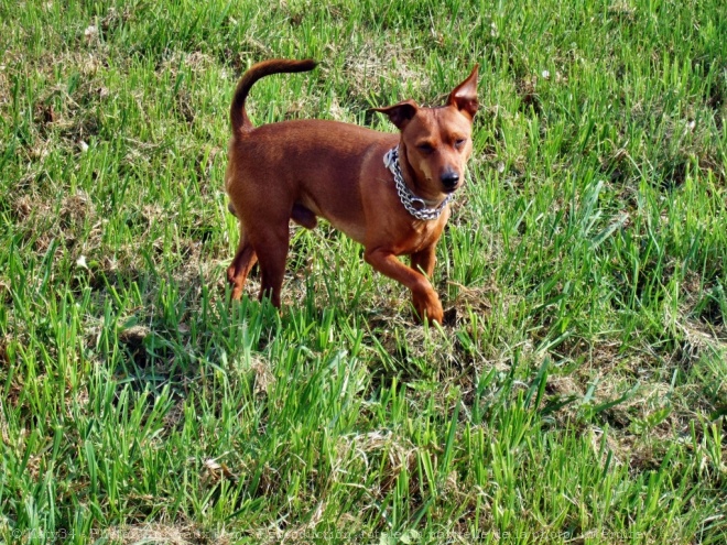 Photo de Pinscher nain